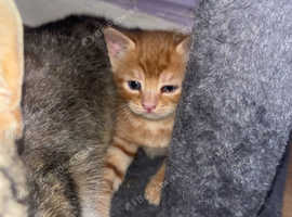 Ginger female