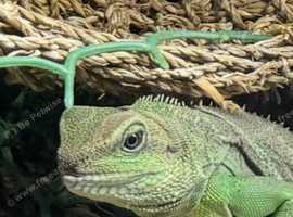 Chinese water dragon