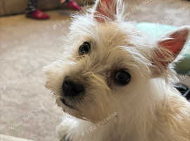 Westy for sale