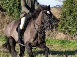 14-2hh Welsh .x mare