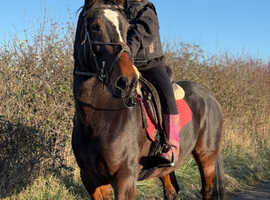 Registered ride and drive mare