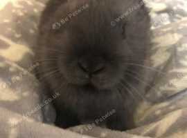 2 x 7 week old baby bunnies ready next week