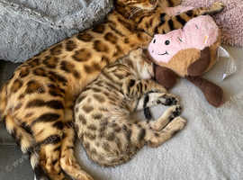 *LAST ONE READY TO GO!* Bengal kittens