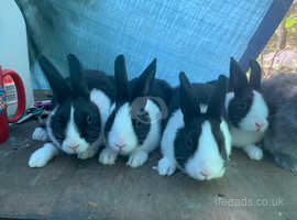 Dutch Rabbits and Bunnies For Sale and Rehome uk | Find ...