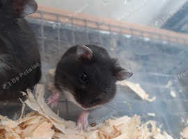 Black Russian dwarf baby hamster