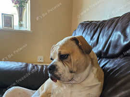 Old Tyme Bull dog cross