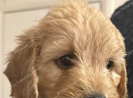 Gorgeous Labradoodles - ready now!