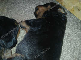 Gorgeous German rottweiler puppies