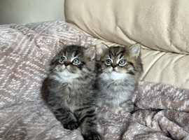 Stunning Persian Rag doll Kittens