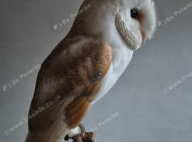 Pair of barn owls