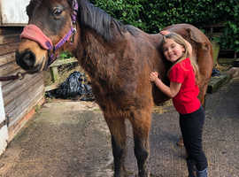 Welsh companion pony