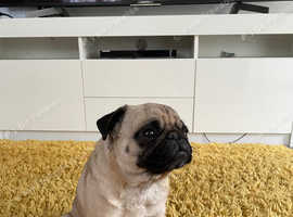 Pedigree pug