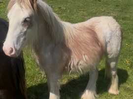 Gypsycob for sale
