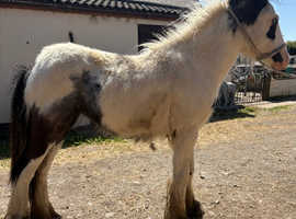 Tilly the filly