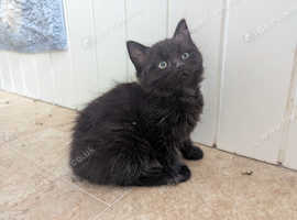 Beautiful Mixed Breed Kittens For Sale - Ready To Go, Last beautiful boy remaining!!