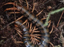 Nigerian banded centipede