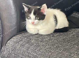 Beautiful Male 9 week old kitten looking for a forever home  :)  DOB 7th March