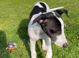 *Ready Now* Stunning Kc Reg Whippet Puppies £900