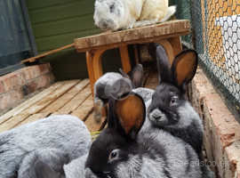 Champagne D'Argente / french Silver rabbits