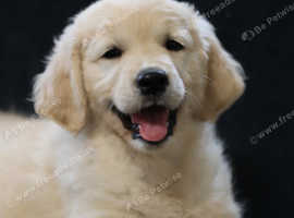 Golden Retriever Female Puppy