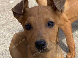 Doberman x beautiful pups ready