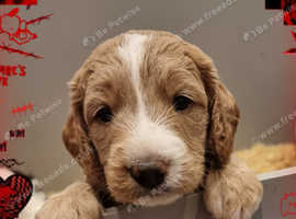 Superb Parti colours Mini Labradoodles DNA CLEAR