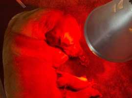 FOX RED Labrador pups. KC registered