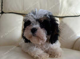 Stunning boy cavapoo for sale