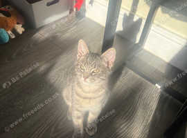 Mixed bengal kitten 17 weeks old