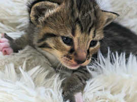 JUST ONE FEMALE Savannah left F5