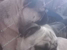 Pugs