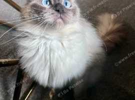 Forever home needed