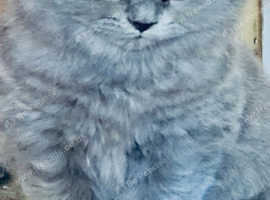 Gccf registered British shorthair/longhair