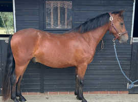 TOP CLASS CONNEMARA GELDING BY GWENNIC DE GOARIVA