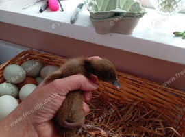 Ducks hatching eggs