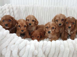 Show type cockapoo puppies