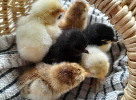 Chicks - Day old Pekin Bantam
