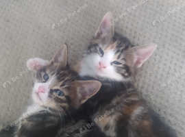 Stunning main coon cross kittens