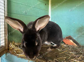 2x female Rex rabbits