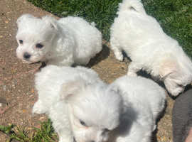 3 Male Puppies
