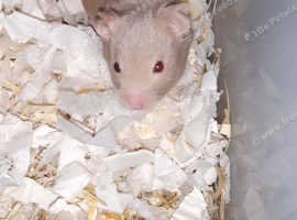 Baby Syrian hamsters ready now