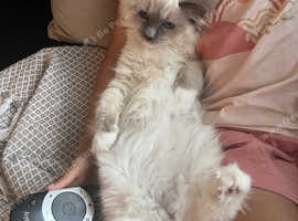 Beautiful blue mitted female ragdoll