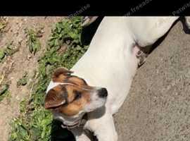 Jack russell pups for store sale in yorkshire and humber