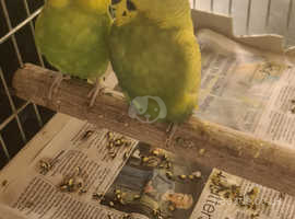 I have male and female budgies there both green and 7 months old both
