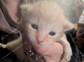 Kittens for sale