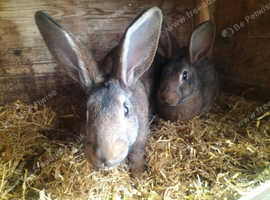Belgian hare buck