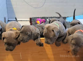 Blue formintino brindle cane corse pups