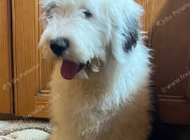 KC Old English Sheepdog