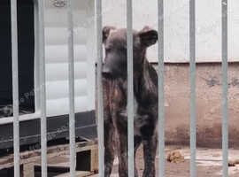 Gsd x racing whippet greyhound collie