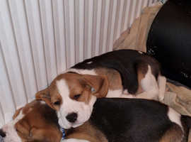 Puppies Beagle Tricolore
